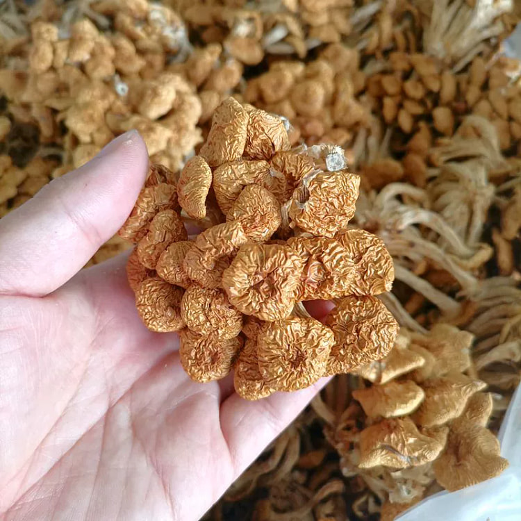 滑子菇干货 云南100g