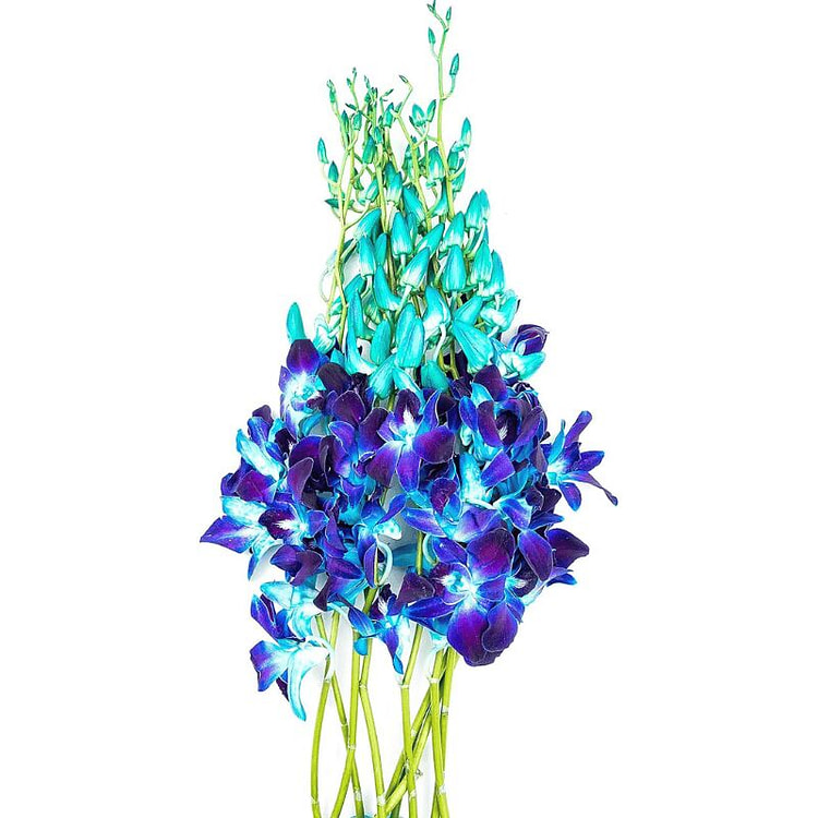 新鲜持久的蓝色索尼亚石斛兰 10 份