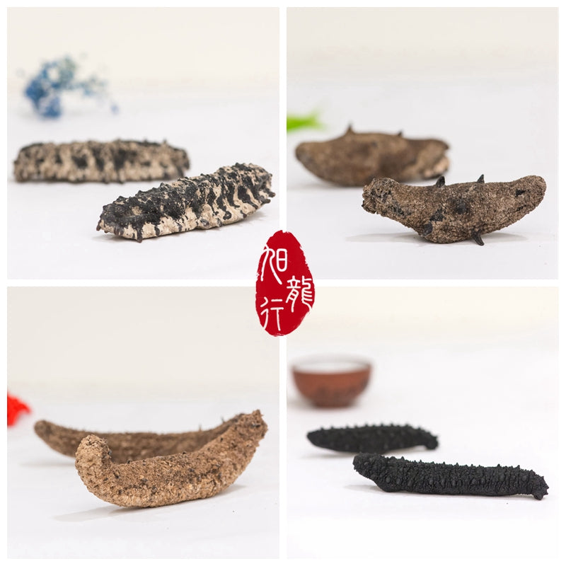 XLSEAFOOD Sea Cucumber Sample Combo (4 types) 1 each