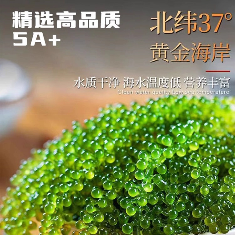 海葡萄新鲜即食海藻带凉拌菜爆珠水葡萄海草菜100g*1袋送蘸料