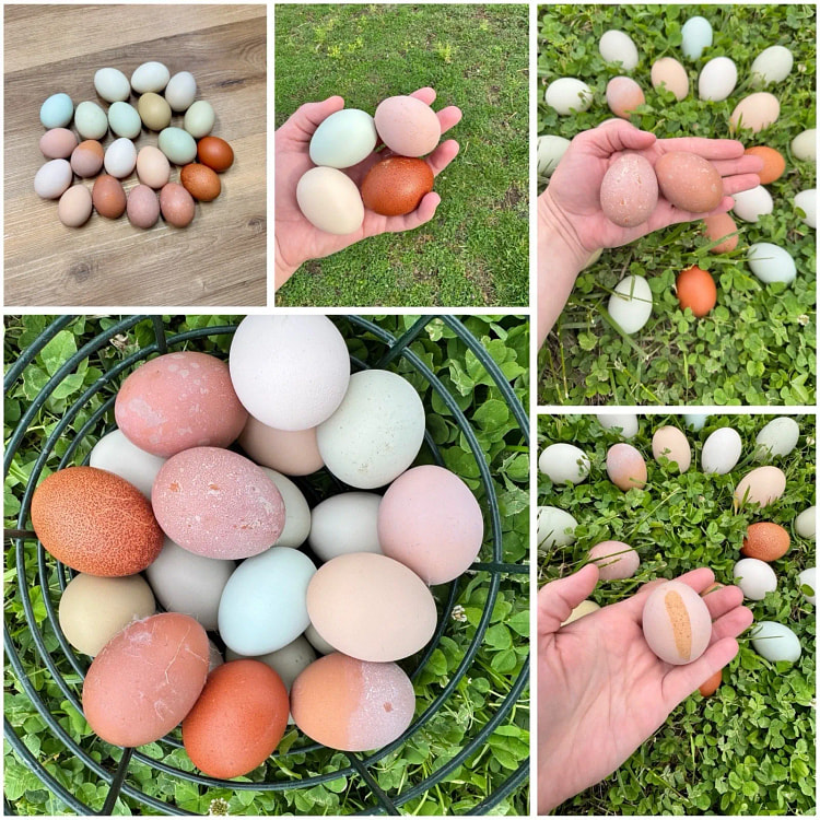 20+ Egg Mystery Set - Different Kinds/Types 20 count