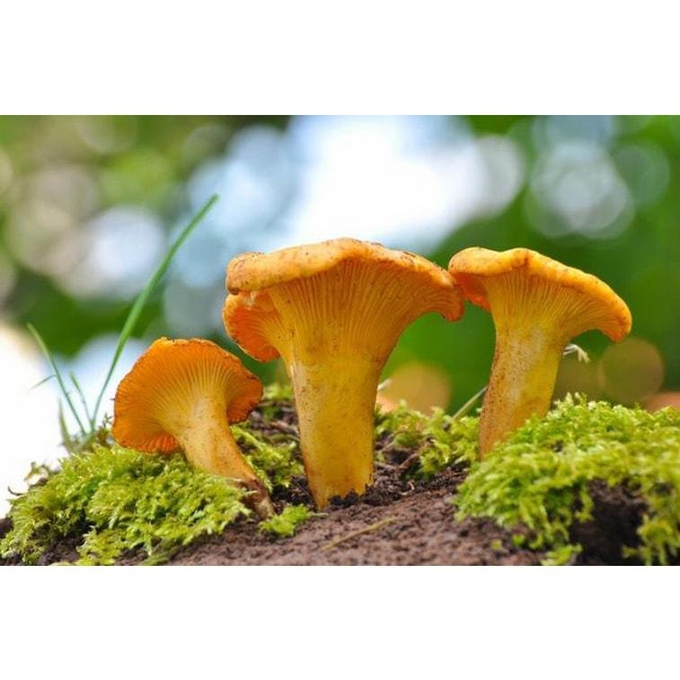 云南美味山珍 【野生鸡油菌干品】 世界四大名菌之一 特级 2 盎司