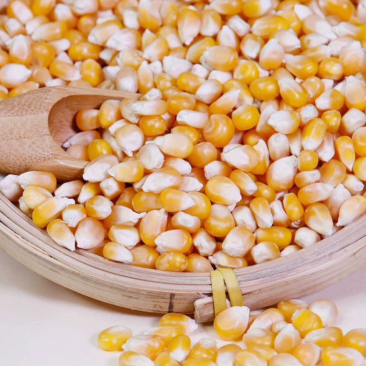 爆米花玉米粒500*1 500 克