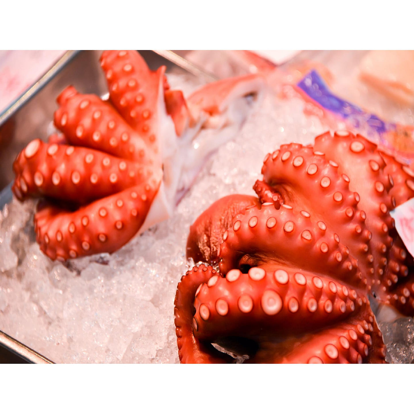 Hokkaido Fresh Octopus 1kg 1 each