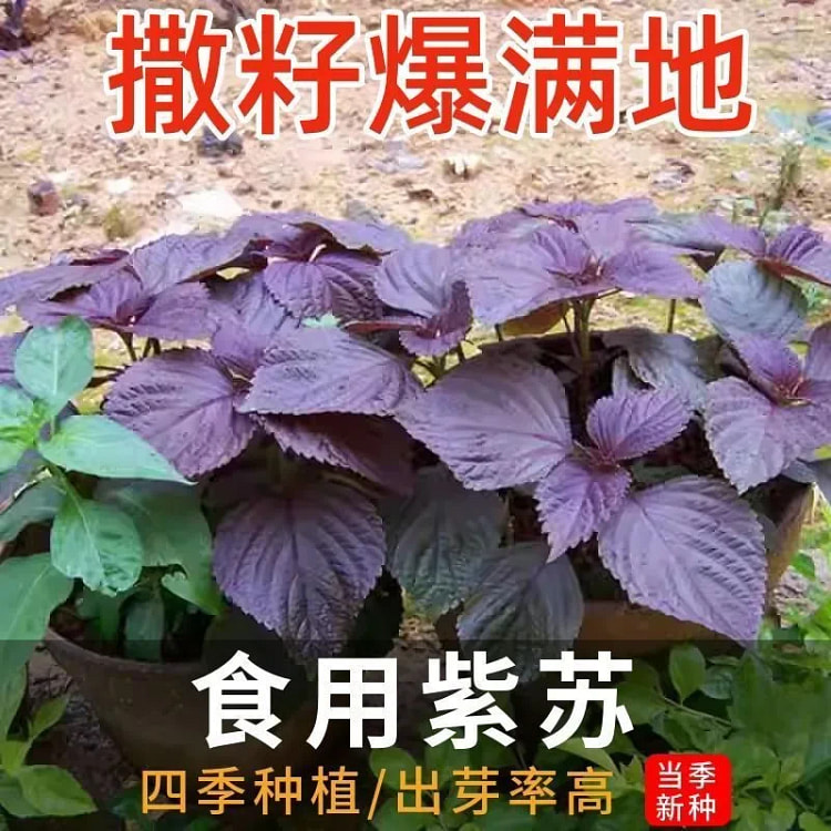四季食用紫苏种子紫苏籽