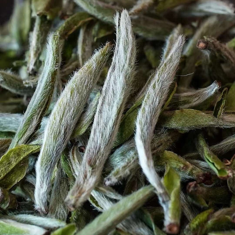 白毫银针 | 白茶 ·老皮