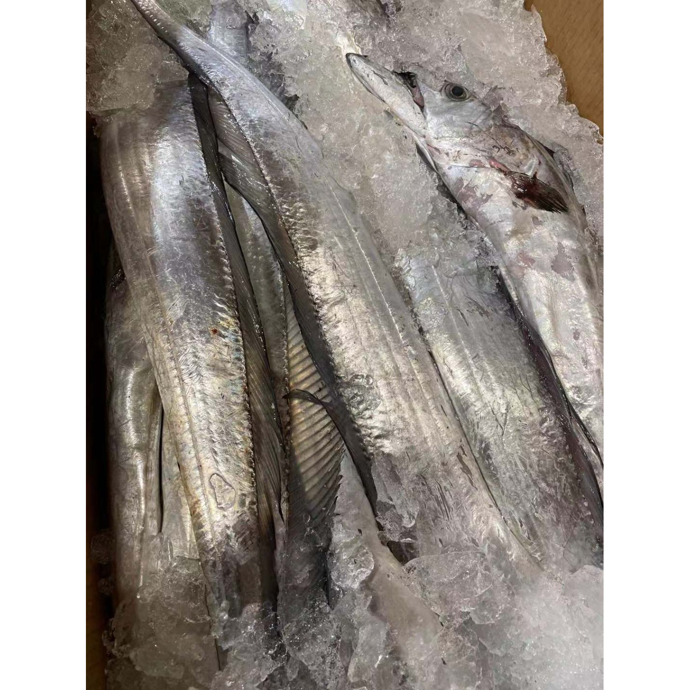 Fresh belt fish Weee!