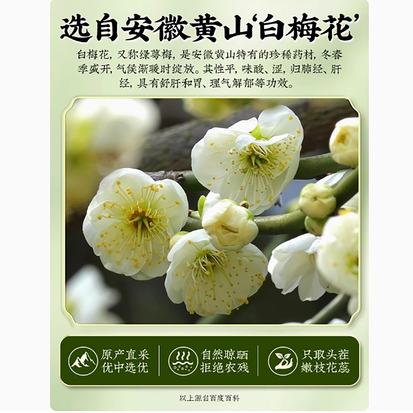 绿萼梅中药材野生白梅花- Weee!