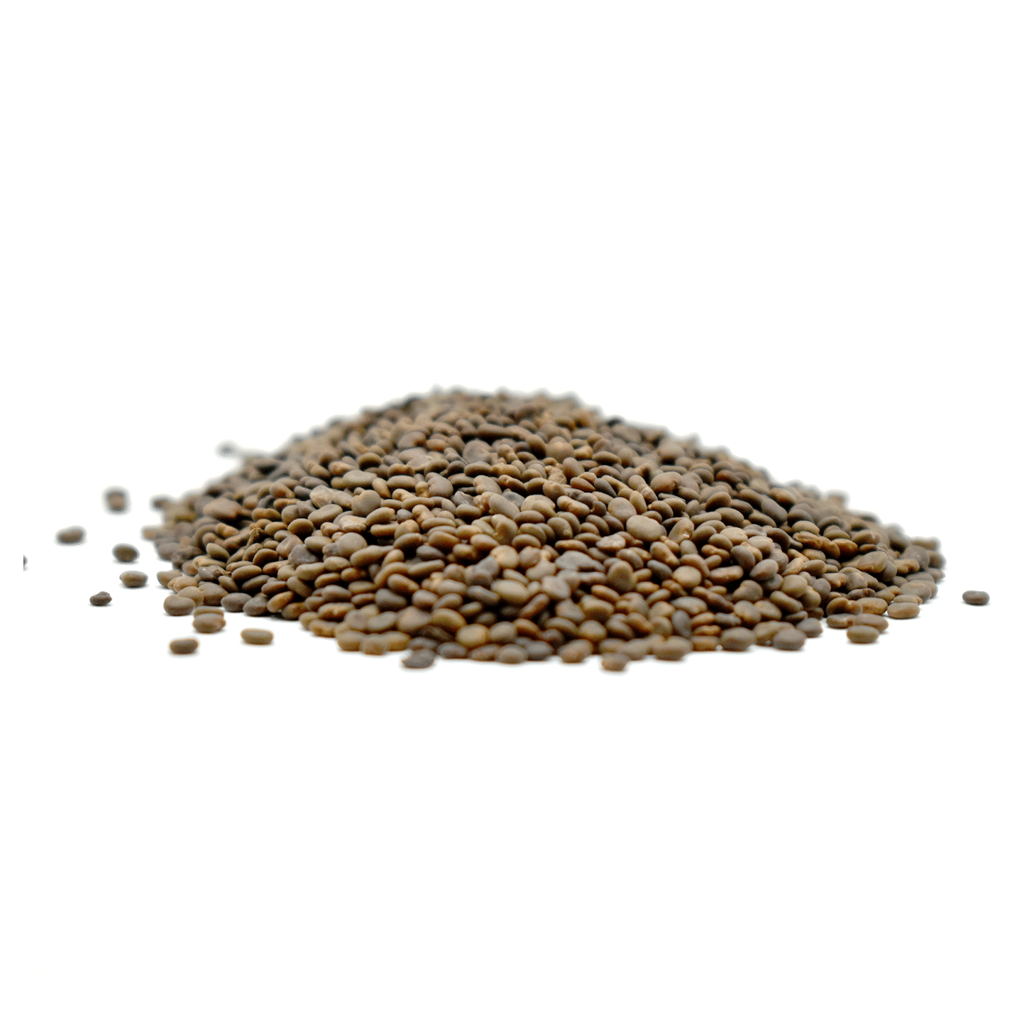 SHA YUAN ZI – Complanate Astragalus Seed – Custom Amount 1lb lb 1 each
