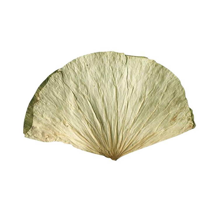 微山湖整张干荷叶250g