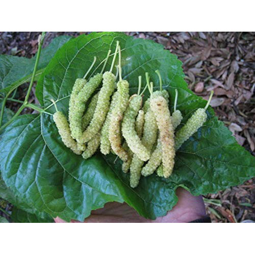 Fresh white mulberry - Weee!