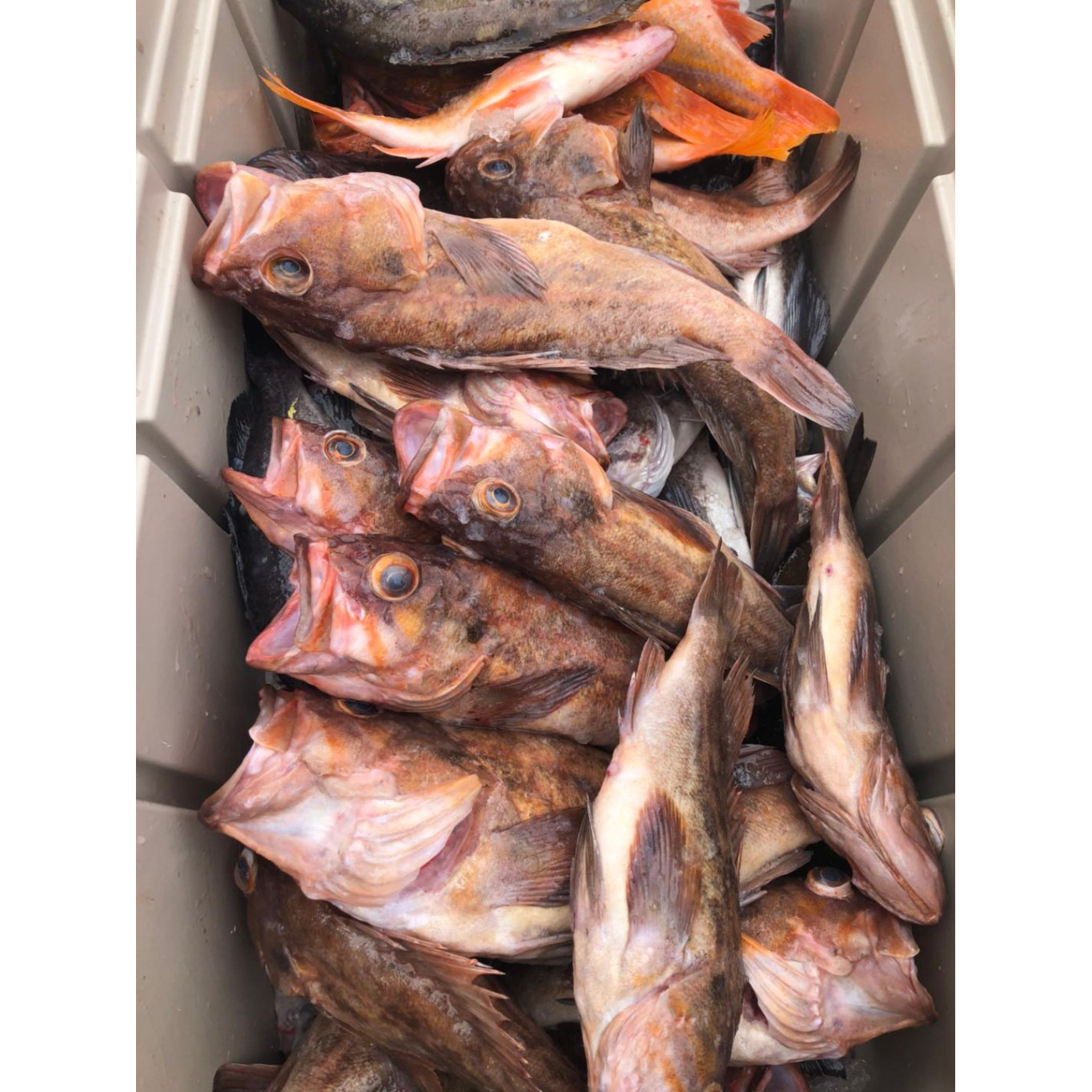 Get Local Red Rockfish (frozen) 2lbs x 2ct Delivered Weee! Asian Market