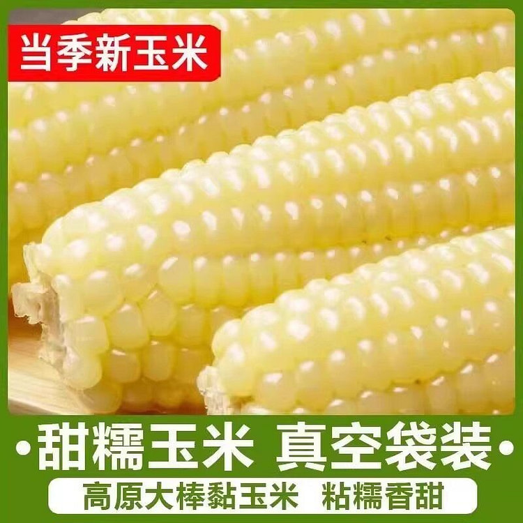 东北白糯玉米 甜糯粘玉米真空装3根装220g/包 1 包
