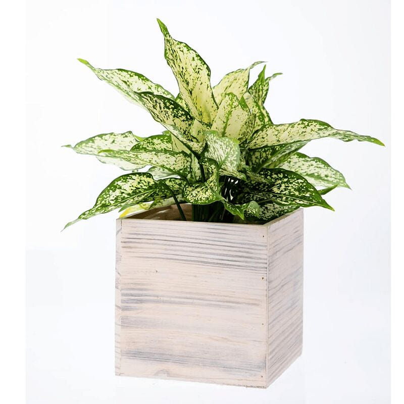 Whitewashed Wooden Planter Box (8×8 inch) 1 count