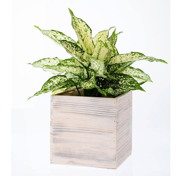 白色木质花盆（8x8英寸） 1 个