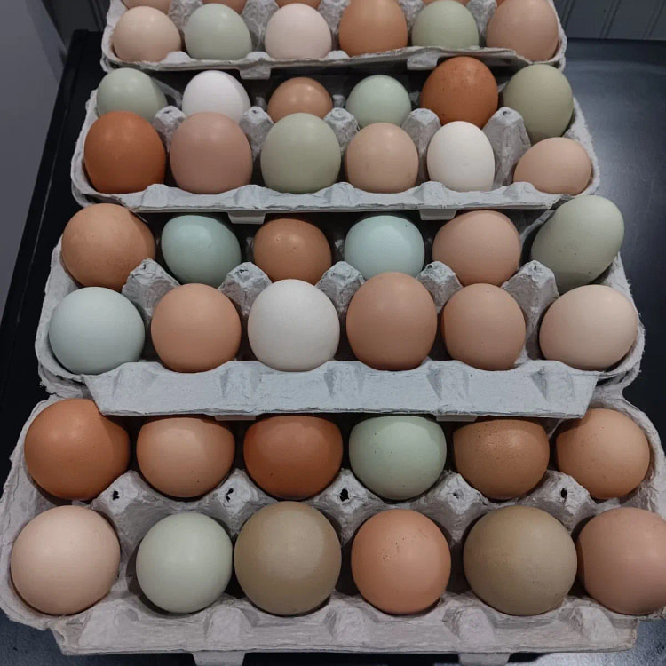 12+ Barnyard Mix Hatching Eggs 12 count