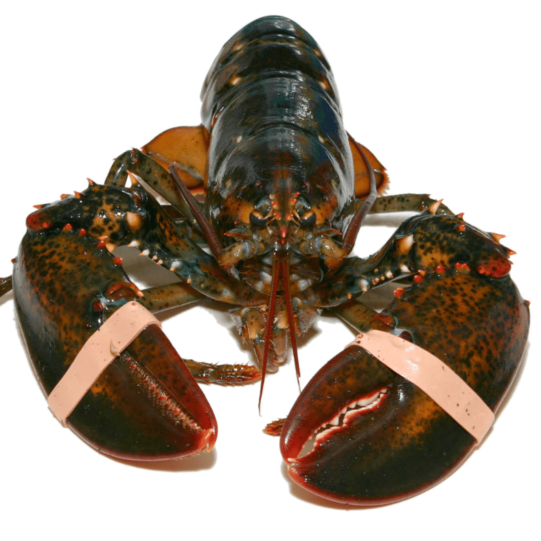 Live Maine Lobster Size 1.4-1.6 lbs 4 count