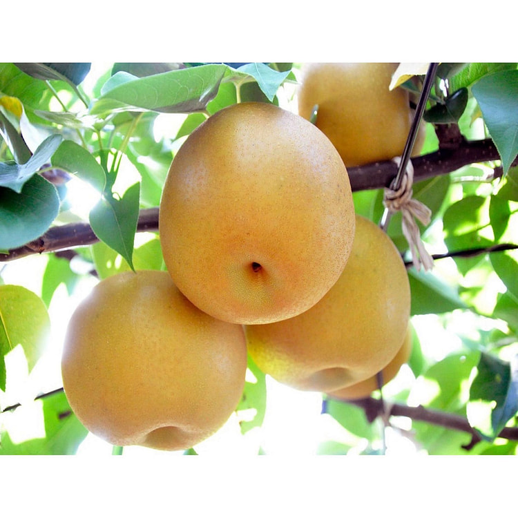 Japanese Pear "Aki Zuki"  500g