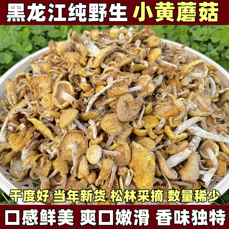 东北野生小黄蘑菇干货黄松蘑250g