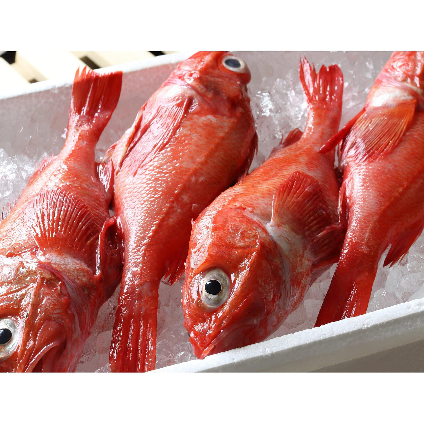 Hokkaido Kinki (Thornyhead) 1.45lb 680 g