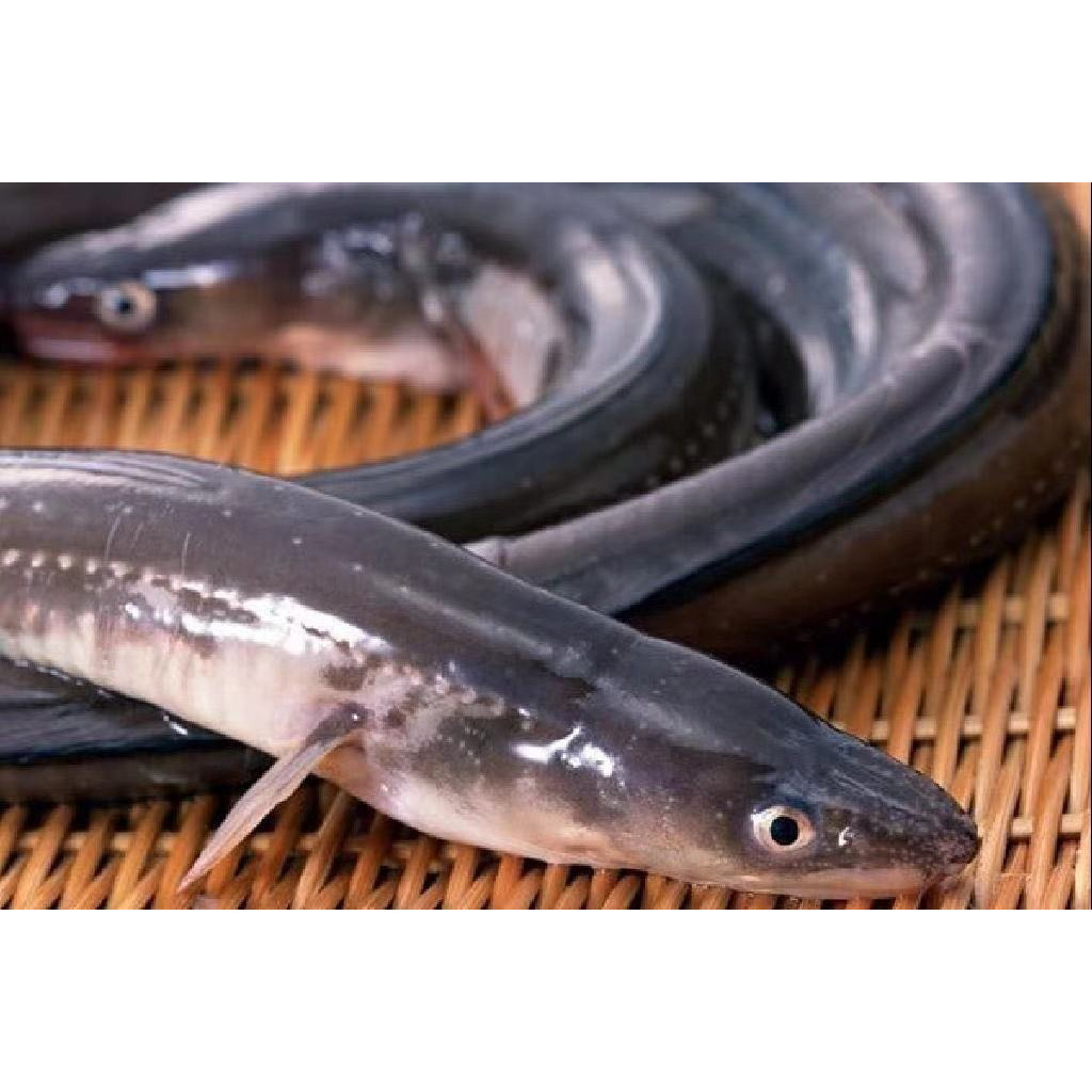 White Eel 1.7 lbs Weee!