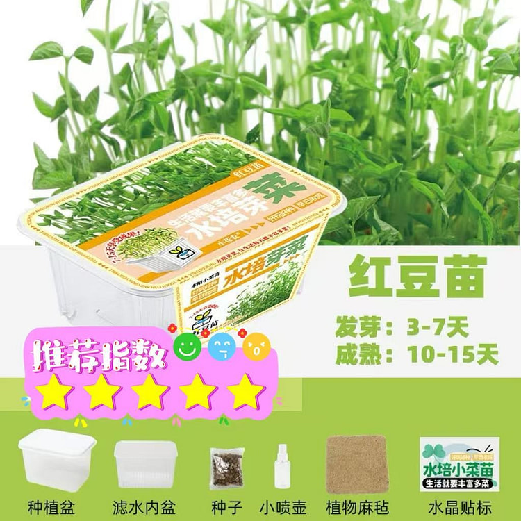 家庭版种植小盆栽 观察植物生长过程《红豆苗》