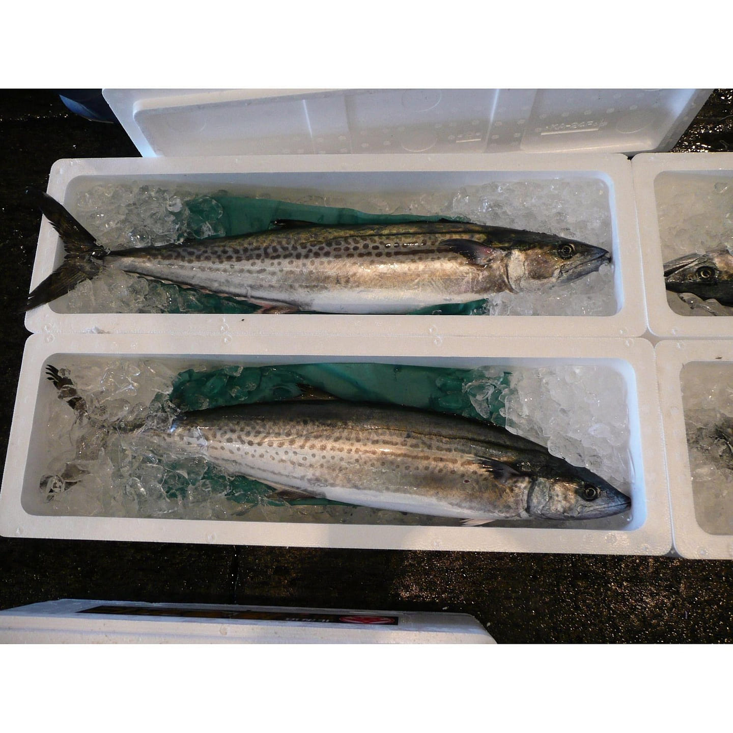 Frozen Toro Sawara (Sashimi Quality) 2.00 LB 1 each