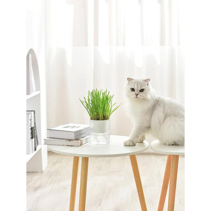MICHU All in One Soil Free Cat Grass Grow Kit 1 each