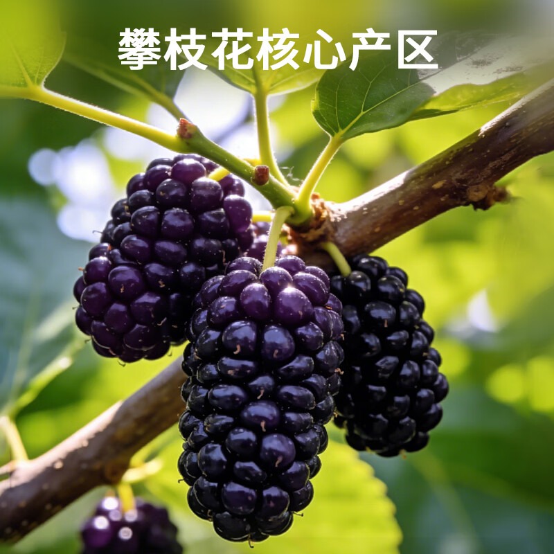 Organic Dried Black Mulberries 270g 270 g - Weee!
