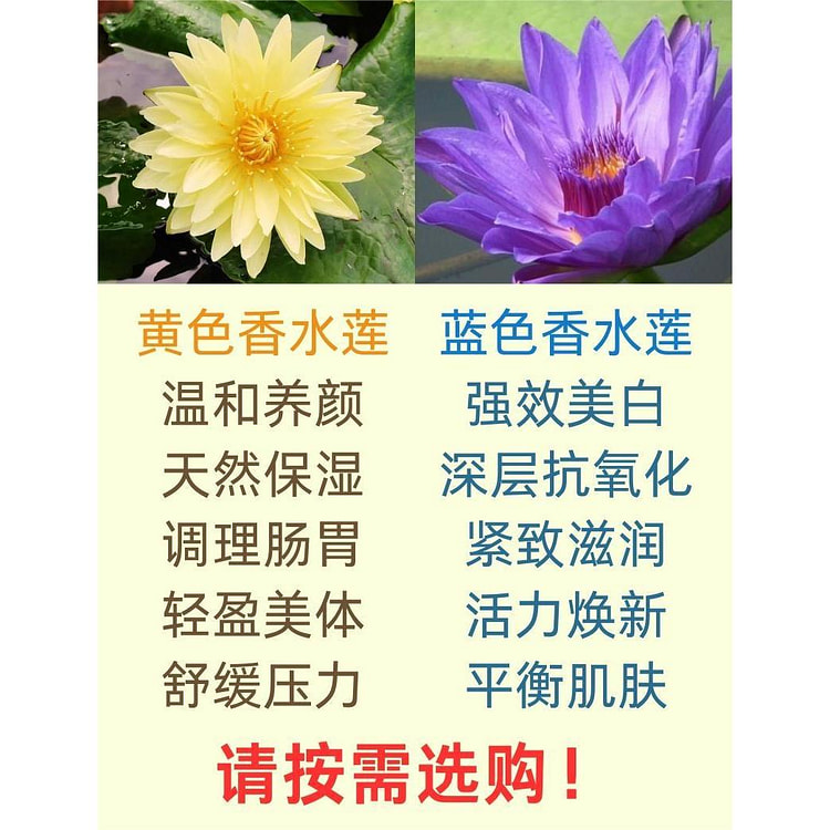 精选台湾九品香水莲花茶*8-10小朵黄蓝混装