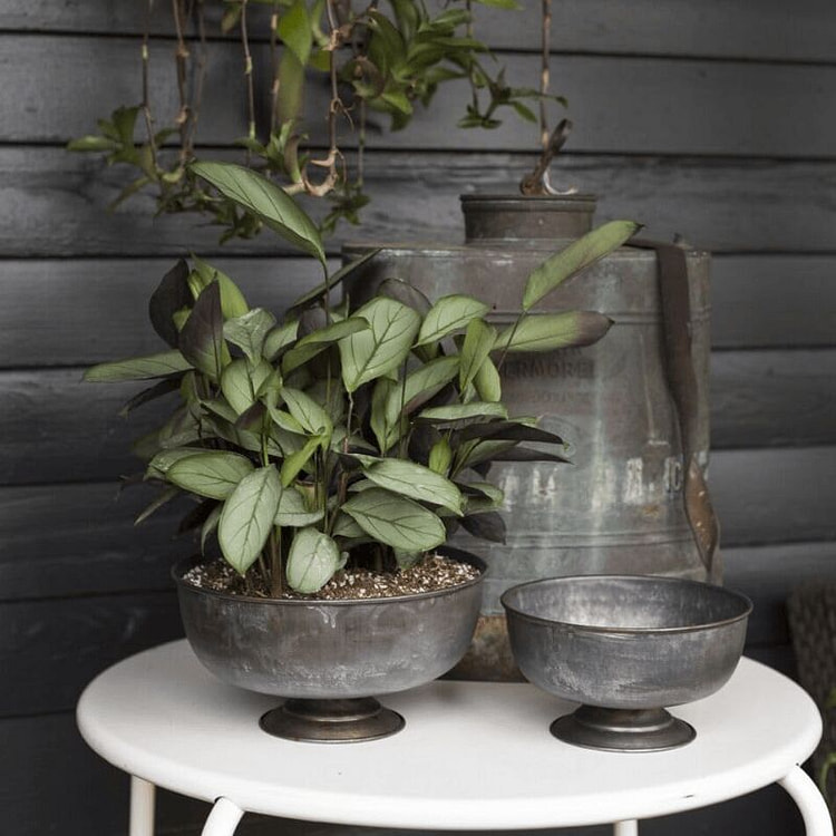 寓言灰金属果盘花瓶（10.25英寸 x 5英寸） 1 个