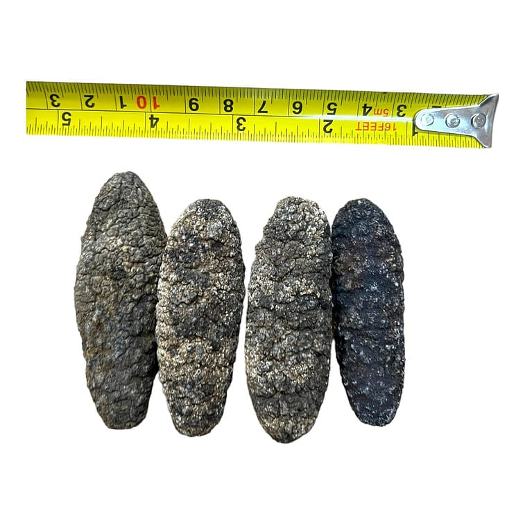 HMT South America Sea Cucumber Dried 400g 1 each