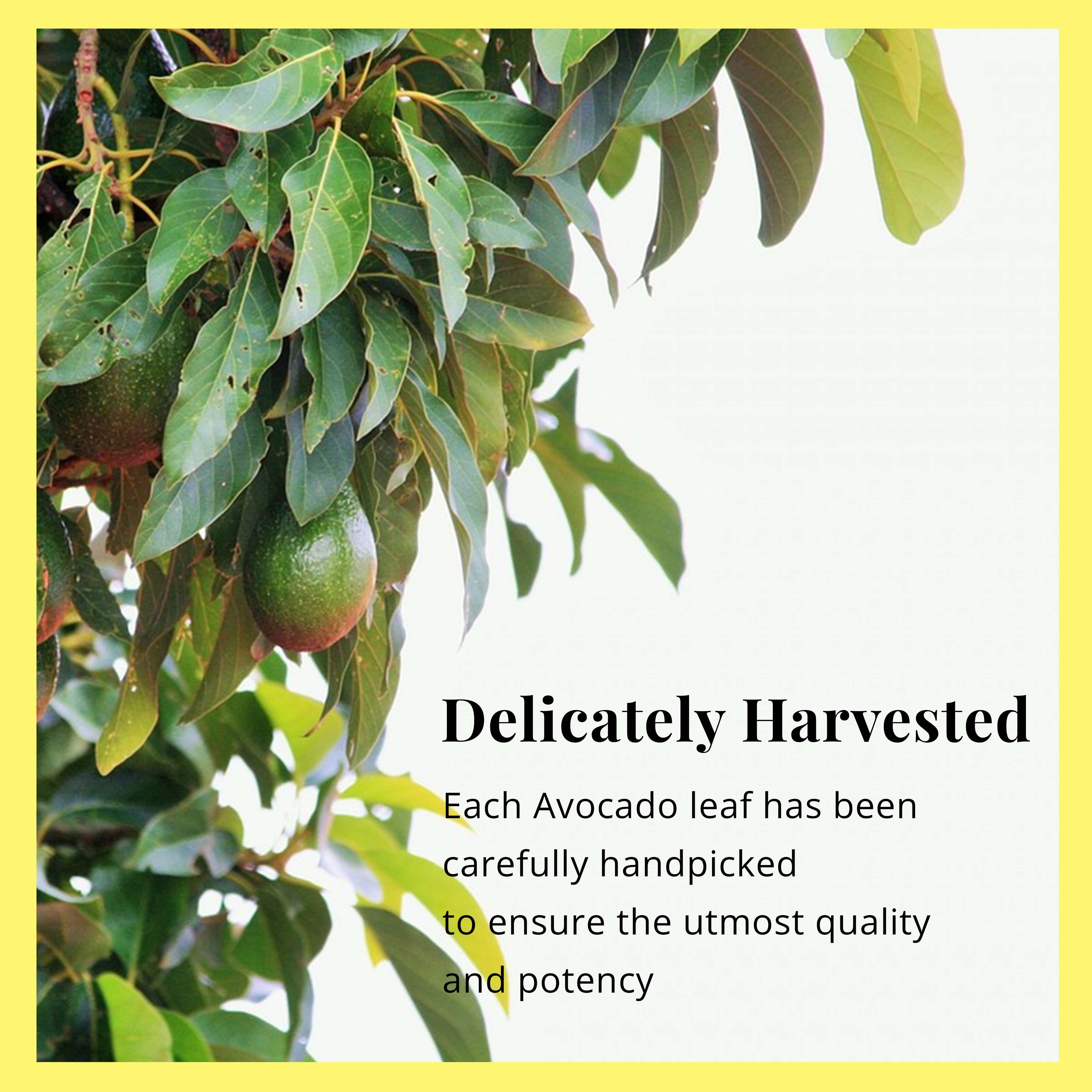 VHTS 柔術衣 AVOCADO アボカド 上下セット ライムグリーン A2F VHTS 柔術衣 AVOCADO アボカド 上下セット ライムグリーン A2F