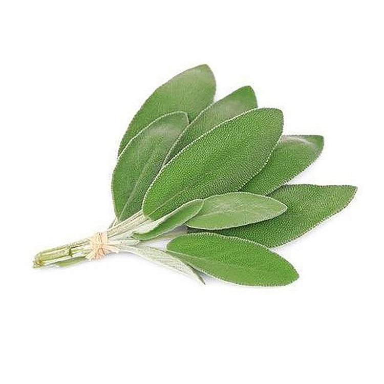 鼠尾草