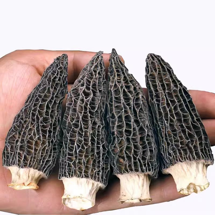 羊肚菌 干货 云南特产特级菌菇煲汤食材250g/包 250 克