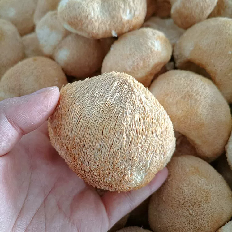 猴头菇干货 云南山珍100g