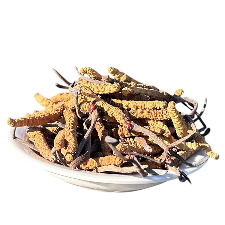 燕窝天然冬虫夏草红眼 5G
