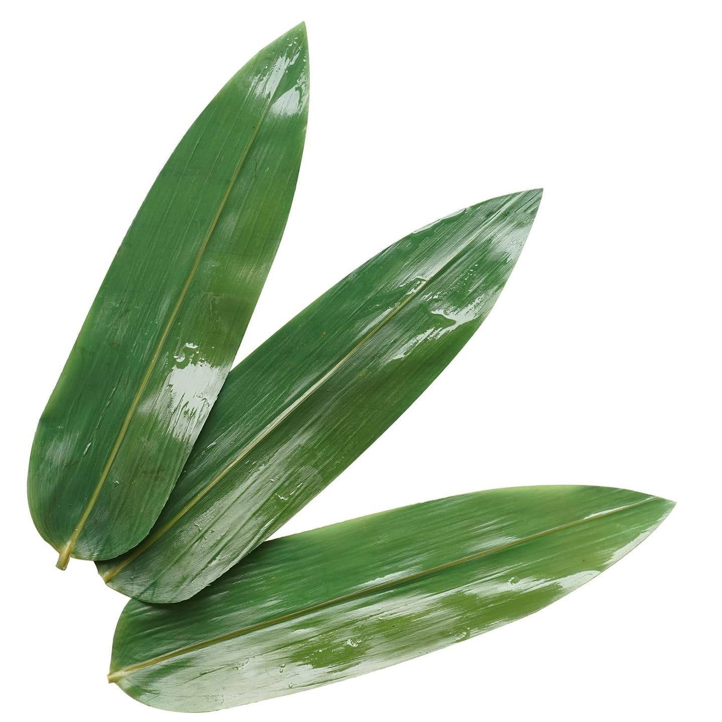 100 Pcs Small Trimmed Leaves Bamboo Leaf Zongzi 1 each