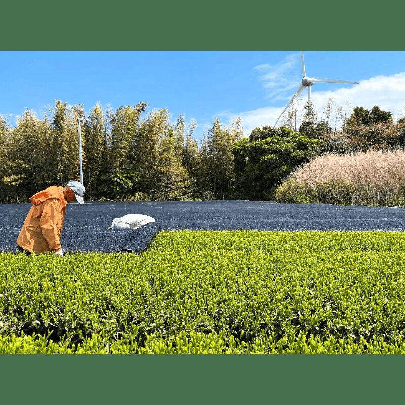 日本から直送 カネ十抹茶 2g×10p 1 個 - Weee!