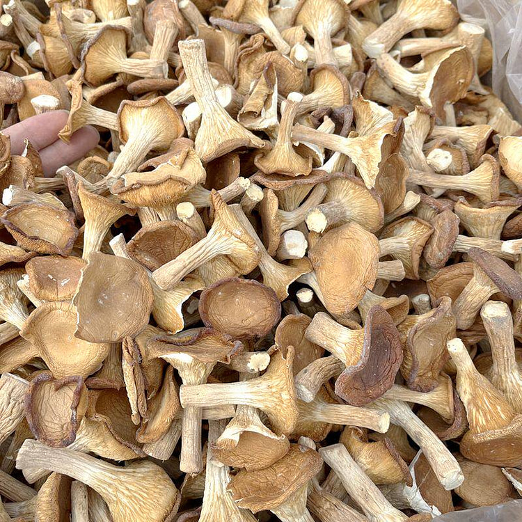 Porcini mushroom dried product 100g * 1 portion 100 g
