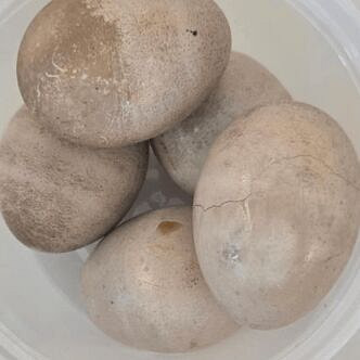 Marinated Egg with tea and soysauce 5pcs 1 each