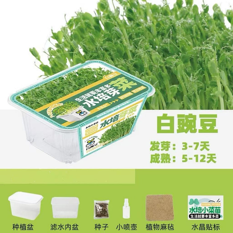 家庭版种植小盆栽 观察植物生长过程《碗豆》