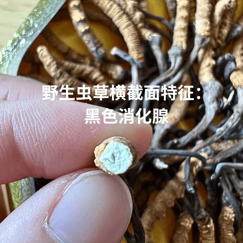 九龍堂野生冬虫夏草礼盒装6000条规格约84条- Weee!