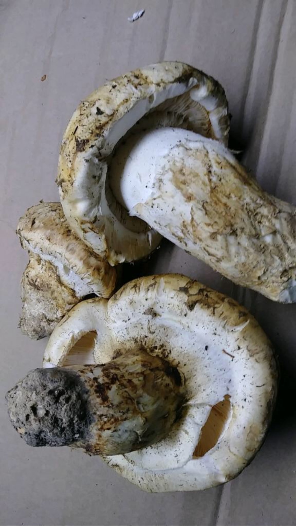 Get Fresh Tricholoma matsutake Level II 1lb Delivered Weee! Asian Market