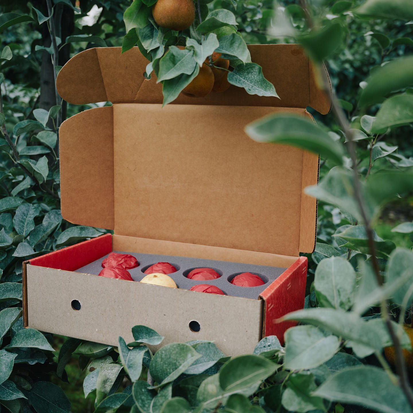 Fresh Nashi Pears – Small 3 lb