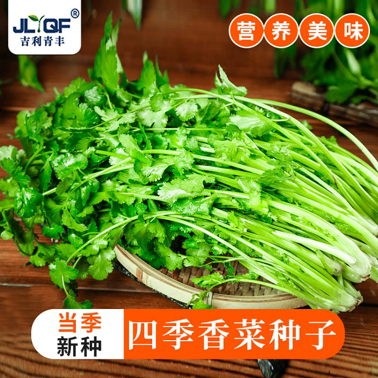 蔬菜种子 香菜籽