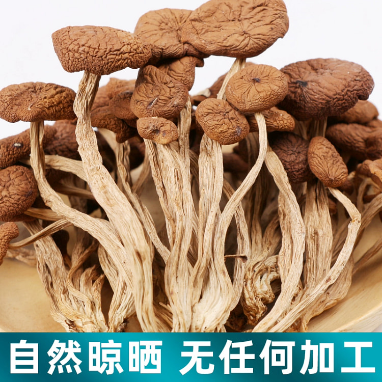 君愉茶树菇干货100g*1袋 精品不开伞