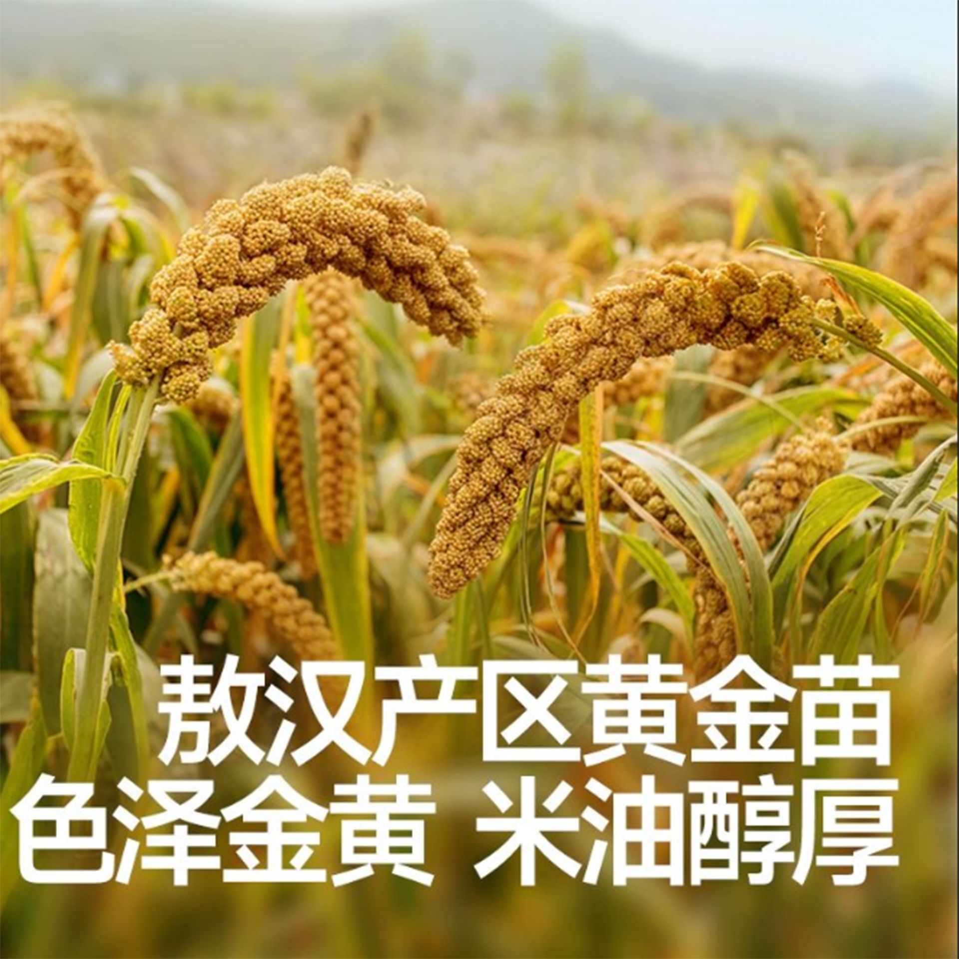 こめさいさい Akita full of organic yellow millet 300 g - Weee!