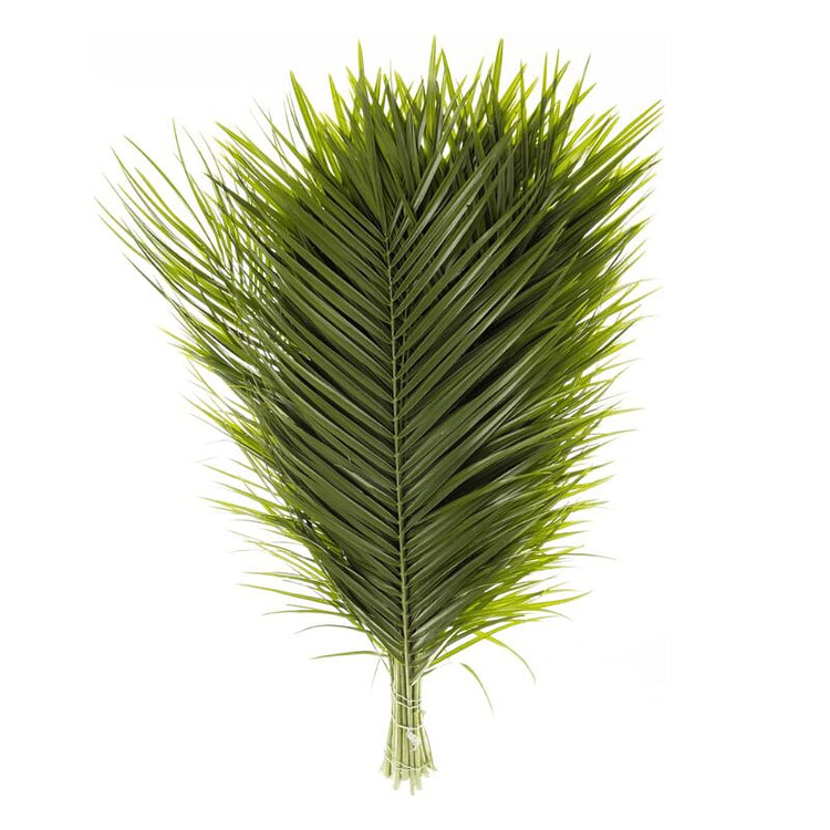 新鲜切好的罗比里尼棕榈叶 20 枝（31 英寸） 1 把