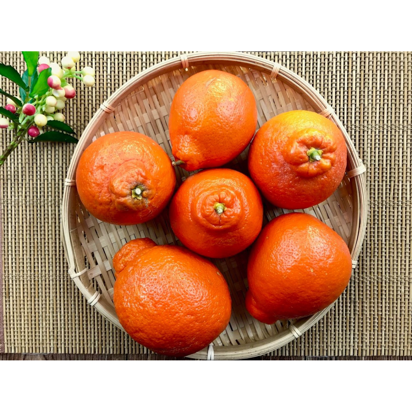 Golden Nugget X Minneola Orange, 4.85.2lb Weee!